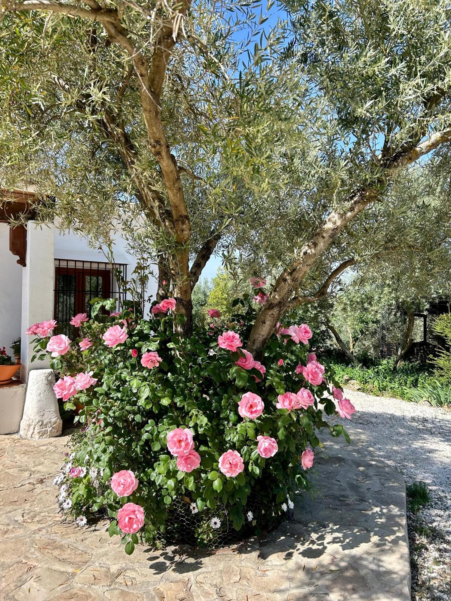 Refugio Andaluz Con Piscina Entre Olivos Villanueva de Tapia Exterior foto