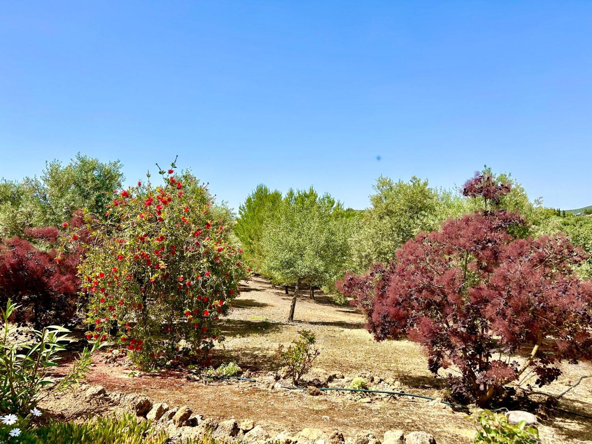 Refugio Andaluz Con Piscina Entre Olivos Villanueva de Tapia Exterior foto